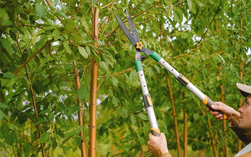 Tree trimming in Brainard, NY
