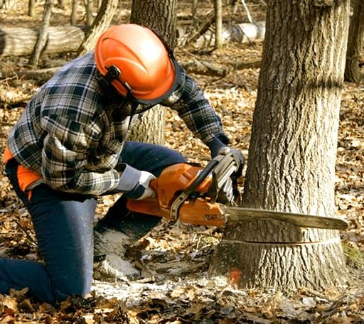 Tree Removal in Brainard, NY
